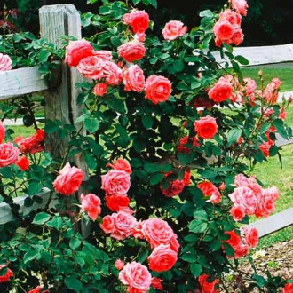 Trandafir urcător Salmon imagine 16