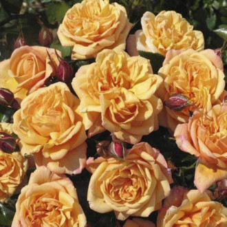 Trandafir urcător Susie ®, С5 imagine 18