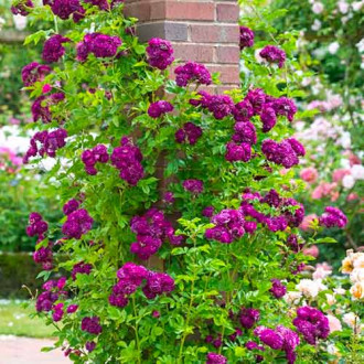 Trandafir urcător Violet imagine 13