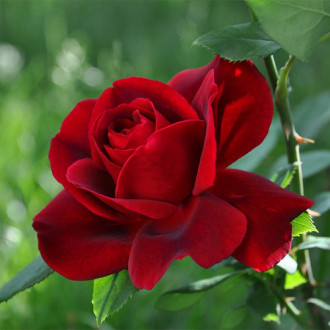 Trandafir urcător Wainwright imagine 3