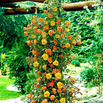 Trandafir urcător Yellow Orange imagine 1
