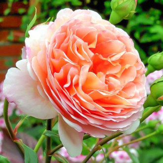 Trandafiri englezesti Abraham Darby imagine 7