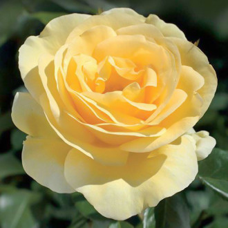 Trandafir (Rosa) Floribunda Allgold