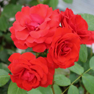 Trandafir Floribunda Allotria