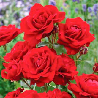 Trandafir Floribunda Diademe Red