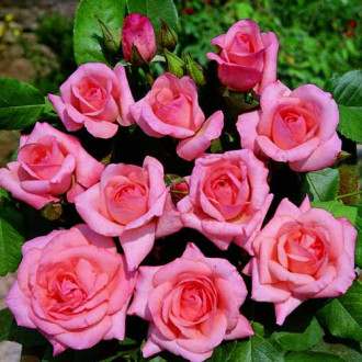 Trandafir Floribunda Gysella imagine 16