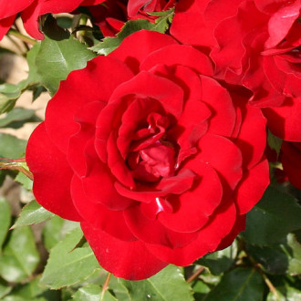 Trandafir Floribunda Heinzelmannchein imagine 9