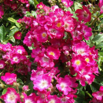 Trandafir Floribunda Inge Schubert imagine 9