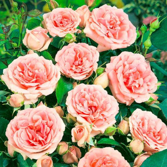 Trandafir floribunda Kimono, root ball imagine 6