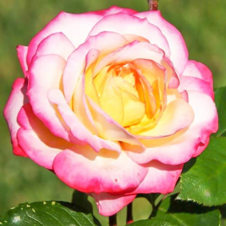 Trandafir Floribunda Laminuette imagine 3