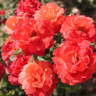 Trandafir Floribunda Super Truper