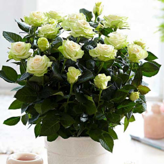 Trandafiri miniatur Green Glow imagine 6