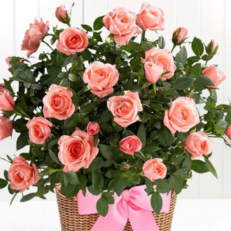 Trandafiri miniatur Lydia imagine 9