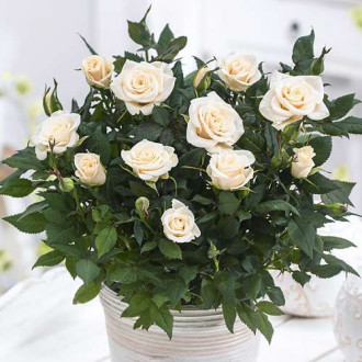 Trandafiri miniatur Snow Dance imagine 5