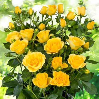 Trandafiri miniatur Sun City imagine 2