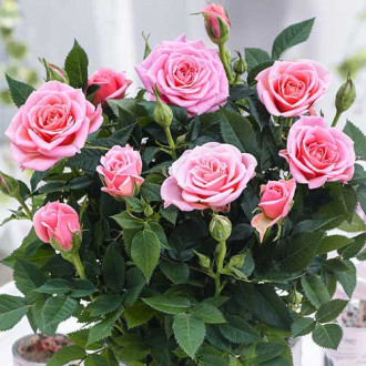 Trandafiri miniatur Victoria imagine 10