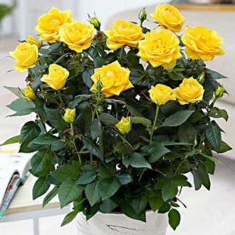 Trandafiri miniatur Yellow Star imagine 8