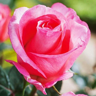 Trandafir Teahibrid Diane