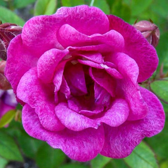 Trandafir Teahibrid Perla de Alcanada imagine 12