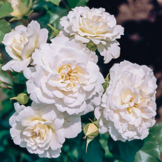 Trandafir Teahibrid Sneprinsesse imagine 8