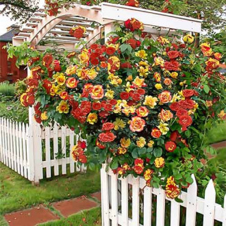 Trandafir Urcator Banzai imagine 11