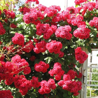 Trandafir (Rosa) urcător Don Juan imagine 6