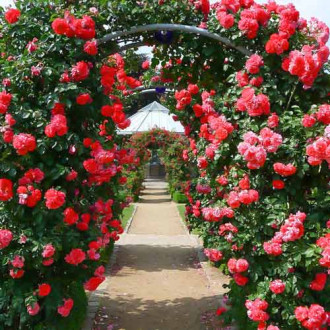 Trandafir Urcator Fontana