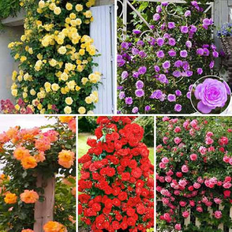Super ofertă! Trandafiri urcători Top garden, 5 soiuri imagine 18