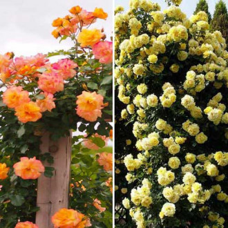 Super ofertă! Trandafiri urcători Duo, 2 soiuri imagine 5