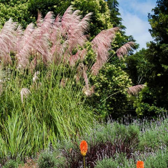 Trawa pampasowa Pink Feather, С2 interface.image 1
