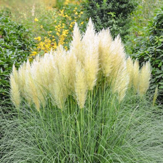 Iarbă de pampas Pumila, P9 imagine 4