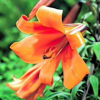 Тръбна лилия African Queen изображение 3