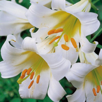 Тръбна лилия Regale Album изображение 1