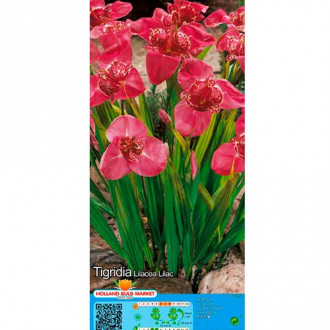 Tigridia Lilac imagine 6