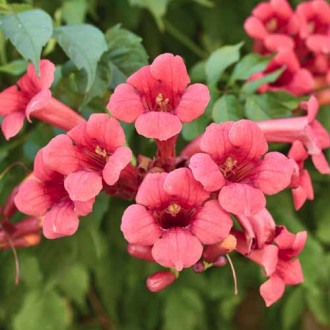 Campsis radicans Gabor, С2 imagine 18