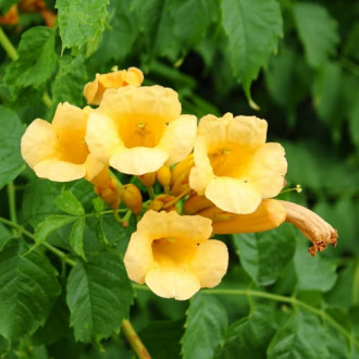 Trompetă cățărătoare Judy imagine 3