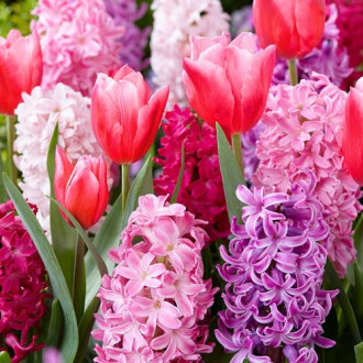 Super ofertă! Lalele și Zambile, set de 14 bulbi imagine 6