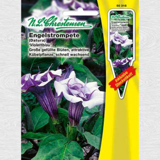 Trompeta îngerilor Violettblau imagine 15