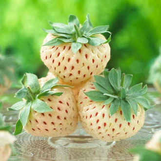 Truskawka Pineberry interface.image 8