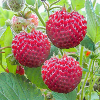 Truskawkomalina Framberry interface.image 2