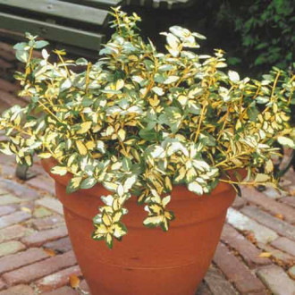 Trzmielina Fortune’a Blondy interface.image 12