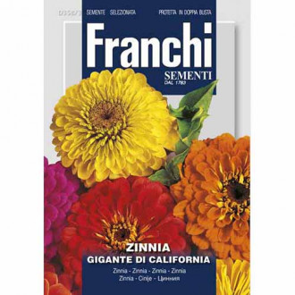 Циния Gigante de California, смес от цветове изображение 4