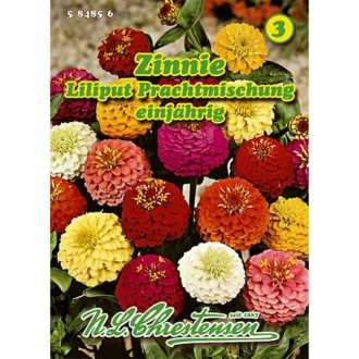 Циния ниска, Prachtmischung изображение 6