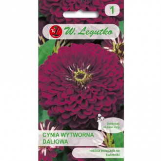 Циния Violet Queen Legutko изображение 12