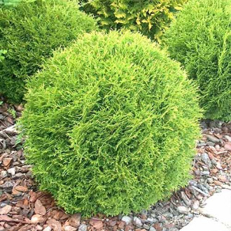 Tuia Little Champion imagine 17