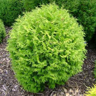 Tuia Little Boy imagine 16