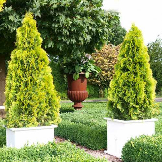 Tuia occidentalis Golden Smaragd imagine 13