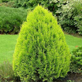 Tuia orientalis Pyramidalis Aurea imagine 1