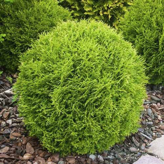 Tuia (Thuja) Little Giant, C3 imagine 1
