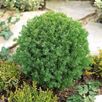 Tuia Teddy, C2 imagine 3